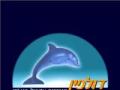 Dolphin L.T.D